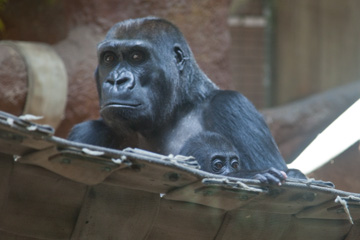 Baby Gorilla -- Kibibi -- at the National Zoo