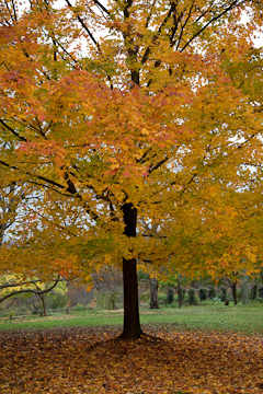Tree at Monticello, Virginia