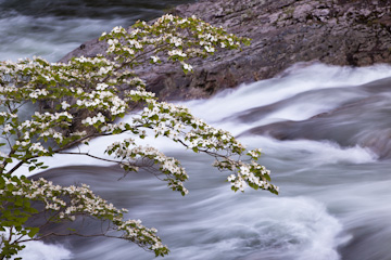 Along the Little River, Great Smoky Mountains National Park, Tennessee