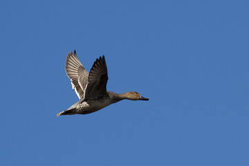 Greater white-fronted goose at Prime Hook National Wildlife Refuge