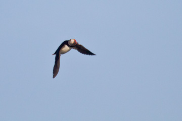 Atlantic puffin, with a fish