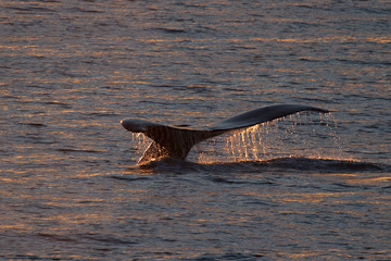 Humpback Whale at sunset
