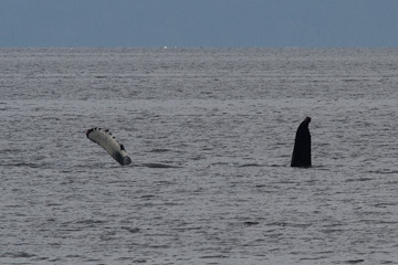 Humpback Whale's dorsal fin