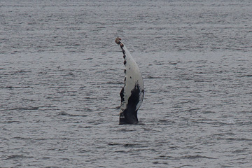 Humpback Whale's dorsal fin