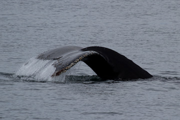 Humpback Whale flukes
