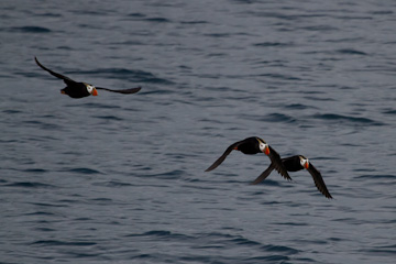 Tufted Puffins in flight