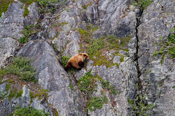 Brown Bear on a cilff