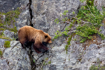 Brown Bear on a cliff