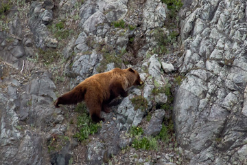 Brown Bear, snacking on tiny yellow flowers