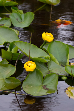 Water plants on Pavolf Lake
