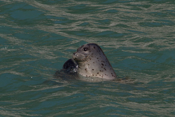 Harbor Seal, with her pup against her
