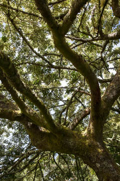 Tree, in Inverewe Garden, Scotland