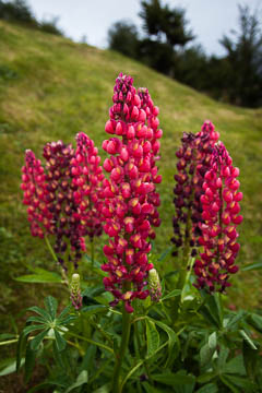 Lupines in bloom, Ushauaia, Argentina