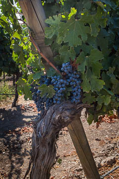 Grapes at the Santa Rita Winery, south of Santiago, Chile