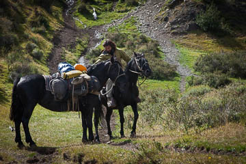 Horses near the EcoCamp, Patagonia, Chile
