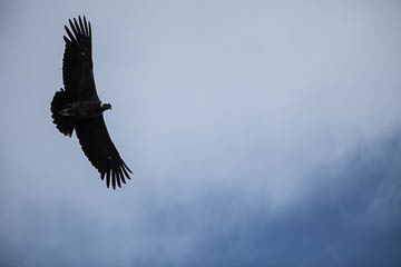 Andean Condor in flight, Patagonia, Chile