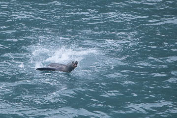 Cavorting seal,  Tierra del Fuego, Chile
