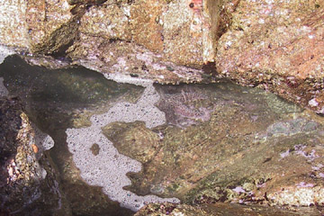 Starfish, Garrapata State Park, California