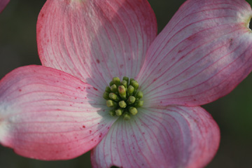 Dogwood blossoms