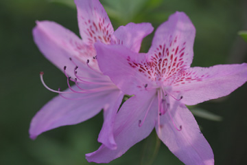 Azalea