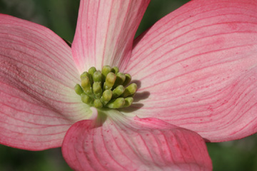 Dogwood blossoms