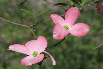 Dogwood blossoms