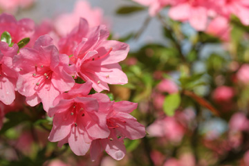 Azalea, after a rain