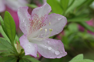 Azalea, after a rain