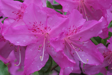 Azalea, after a rain