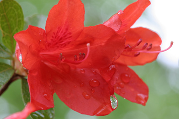 Azalea, after a rain