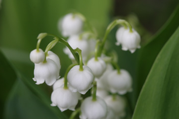 Lily of the Valley