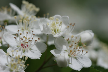 Winter King Hawthorne