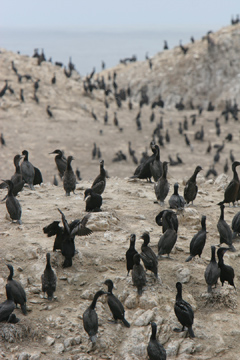 Point Lobos cormorants