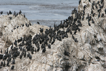 Point Lobos cormorants