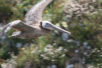 Point Lobos pelican