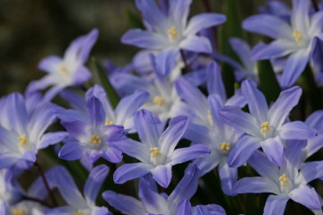 Siberian Squill