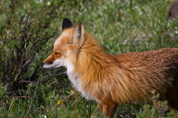 Fox