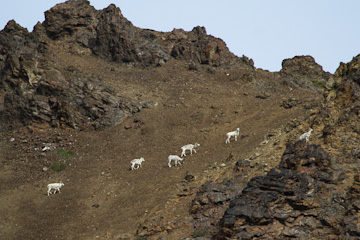 Dall Sheep