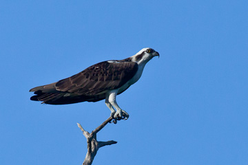Osprey