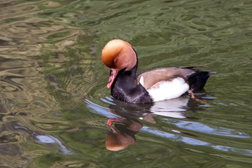 Duck, in Regent's Park