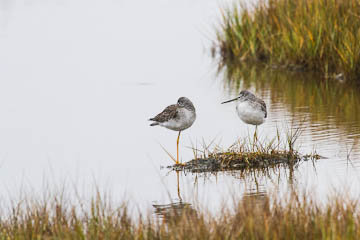 Shorebirds in Parker River National Wildlife Refuge